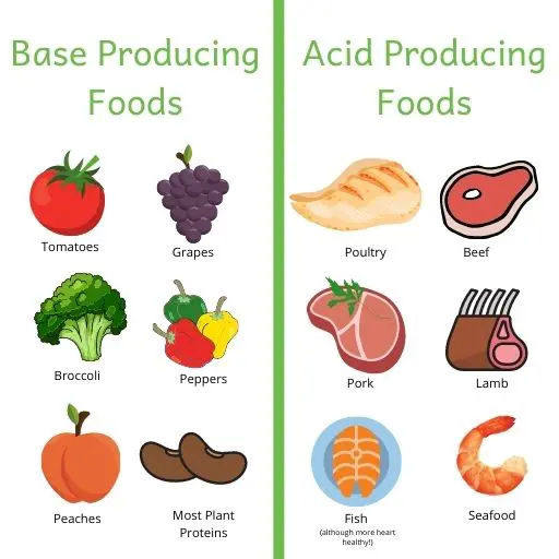 Pictures of base vs. acid producing foods. A renal diet should include more base instead of acid producing foods. Examples of base producing foods: tomatoes, grapes, broccoli, peppers, peaches and most plant proteins. Examples of acid producing foods: poultry, beef, pork, lamb, fish and seafood.
