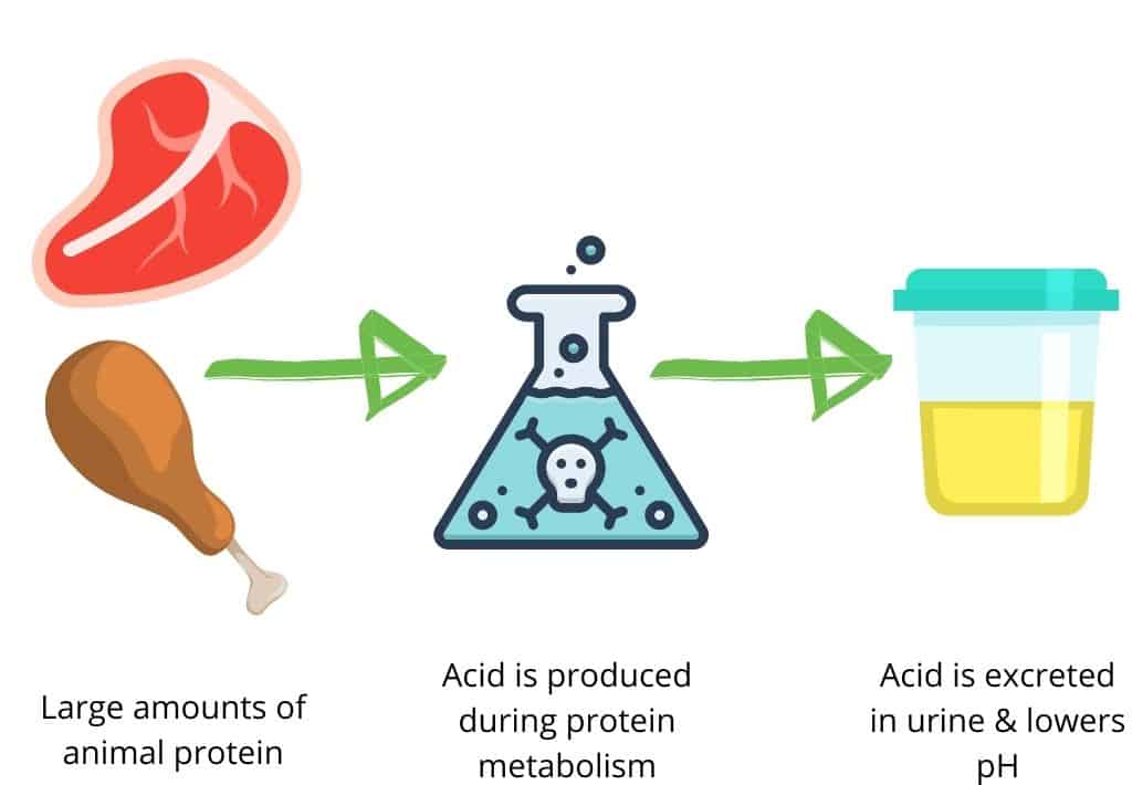 Diet for Uric Acid Kidney Stones: 4 Steps for Prevention - The Kidney Dietitian Diet for Uric Acid Kidney Stones: 4 Steps for Prevention - The Kidney Dietitian
