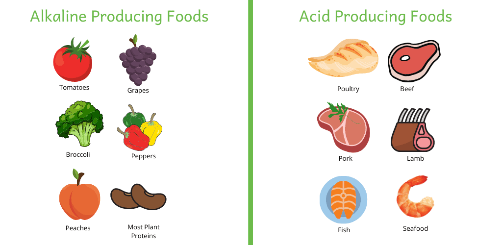 Image of base producing foods (tomatoes, grapes, broccoli, peppers, peaches and beans) and acid producing foods (poultry, beef, pork, lamb, fish and seafood)