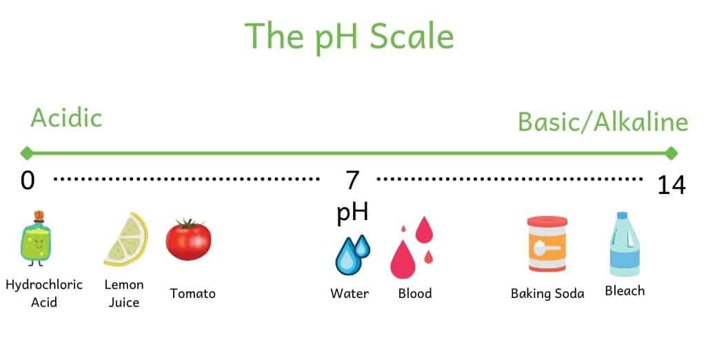 The pH scale of acidic (pH of 0) to basic/alkaline (pH of 14). Hydrochloric acid, lemon juice and a tomato are acidic. Water is neutral. Blood, baking soda and bleach are alkaline.