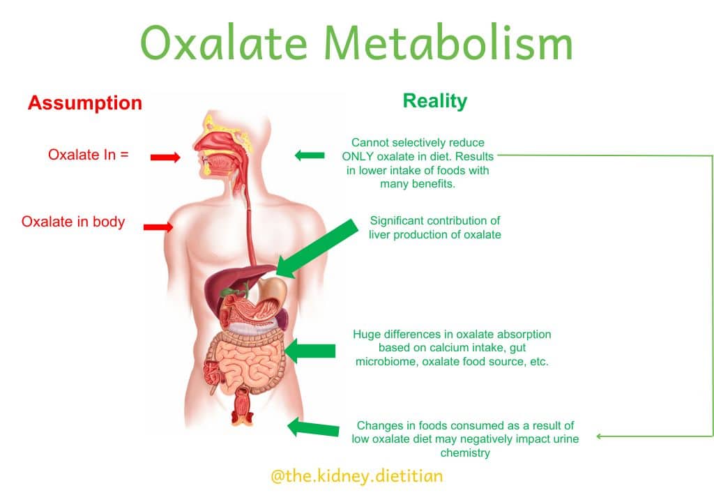 Overview of oxalate metabolism and digestion